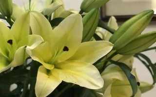圣诞节适合送哪些花卉,玫瑰花、百合花、郁金香等品种可以考虑