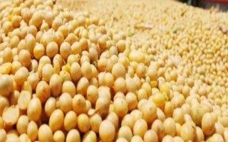 泗豆168大豆种子特点,淮南中熟夏大豆品种