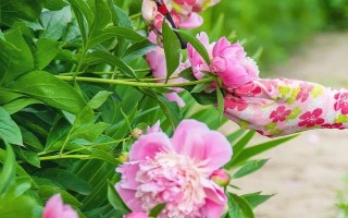 春季怎么修剪牡丹花，剪除生长不良的枝条可节省养分