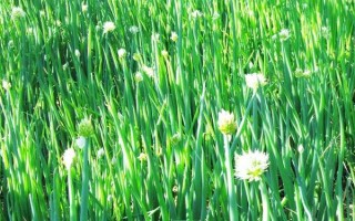 白露葱怎么种植，幼苗长出2-3片真叶后要浇水