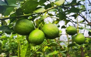 香水柠檬苗的价格，一棵需要3.6-5.9元左右