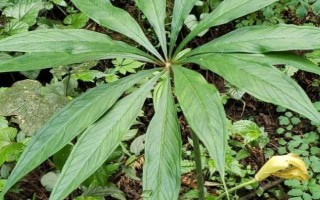 天南星的繁殖方式,可块茎繁殖也可种子繁殖