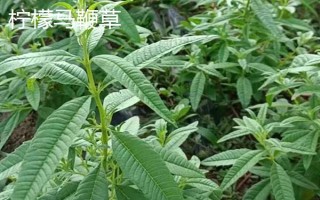 马鞭草有什么种类,分为柳叶马鞭草、柠檬马鞭草等品种