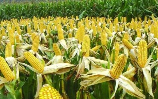 隆科3号玉米种子特点,密度4500株/亩