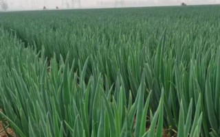 大葱冻了能缓过来吗，耐寒能力非常强能缓过来