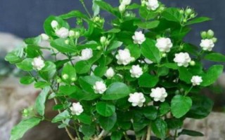 茉莉花花期有多长，可以从5月持续到8月