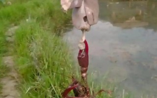 钓小龙虾用哪种肉，鸡肝、鸭肠、蚯蚓等饵料都是适宜选择