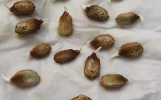 种植苦瓜的时间和方法，北方地区3-4月份可在棚内育苗、长江流域在3月份播种