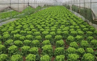 哪些蔬菜可以在6月份种植，适合选择黄瓜、番茄、豇豆等品种