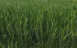 滑昌麦26小麦品种简介，适宜播种期10月上中旬