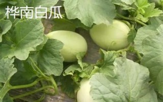 黑龙江鸡东县的特产，包括鸡西刀削面、东北冷菜、锅包肉等种类