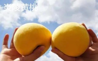 常见的桃子品种,品种较多各具特色