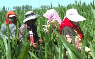 玉米灌浆期倒伏怎么办，可人工扶直