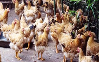 家养母鸡吃什么可提高产蛋率，选择喂米糠、玉米、高粱等谷类食物