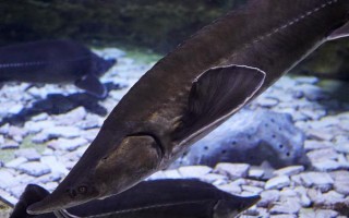 巨骨舌鱼有什么繁殖习性，喜欢在浅滩产卵