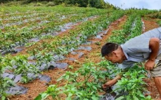 辣椒几月种植合适，适合在3-4月份种植