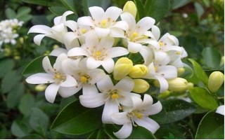 夜来香一年开多少次花，一年只能开一次花