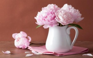 剪下的牡丹枝条水培能不能生根，牡丹枝条水培可以生根