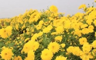 菊花的种植时间，取决于繁殖方法