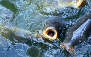 冬天鱼浮头的原因，可能是缺氧或趋温性所致