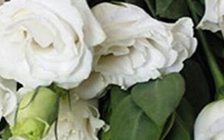 白色桔梗的花语,寓意纯洁善良、无怨无悔等