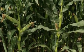 金锐128玉米品种简介，适宜密度为4000株/亩左右