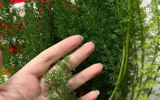 天门冬的盆栽养殖方法，最好置于半阴的环境中养护