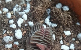 茜之塔徒长如何补救,可以直接对植株进行修剪