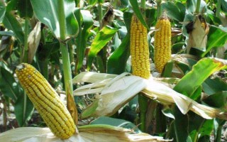 蠡玉35玉米品种的特性，苗期注意防治粘虫