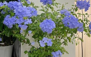 蓝雪花的形态特征，一般高约20-30厘米