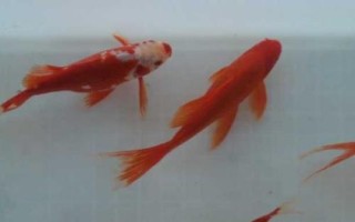 金鱼的品种有哪些,分为草种、文种、龙种、蛋种四个大类