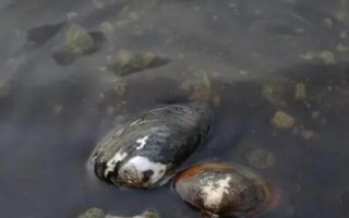 河蚌的养殖前景，目前来看具有较大的市场潜力