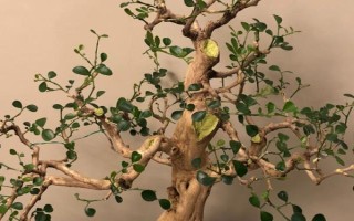 九里香如何养殖，养殖时应用排水性好的沙质土