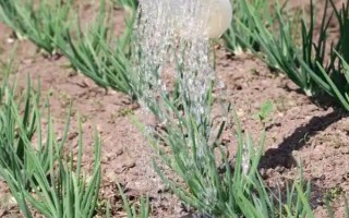 白露葱怎么种植，幼苗长出2-3片真叶后要浇水