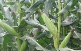 S608玉米种子特征特性,中抗镰孢穗腐病