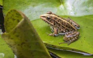 钓黑鱼用假饵好还是真饵好,新手建议尽量用真饵