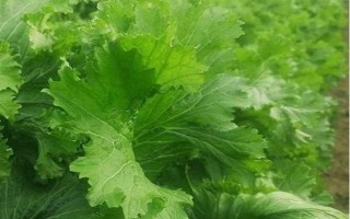 哪些蔬菜能在八月份种植，包括菜花、黄瓜、萝卜等品种