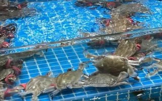 梭子蟹的养殖温度，适宜温度为15.5-26℃