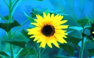 向日葵的换水间隔,每隔3-5天换一次