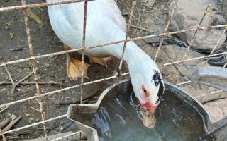 给鸭子喂盐的作用，出栏前喂盐可以增重