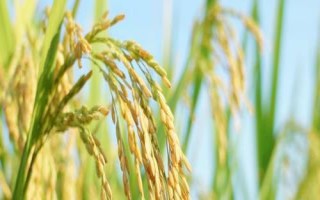 粮食种子储存要求,应晒干后再储存