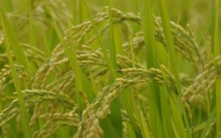 隆两优1377的产量表现，平均亩产482.02千克