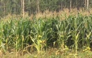 先耕303玉米种子特点，足墒播种