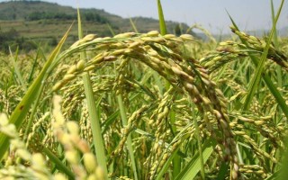 百香长糯水稻种简介,每亩有效穗数16.7万