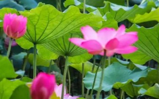 盛开的荷花与什么相似，看起来就像一个彩灯