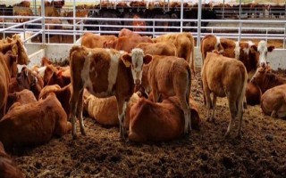 养肉牛还是奶牛更挣钱,都能为养殖户带来很不错的收益