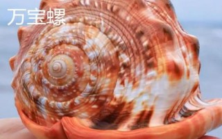 鹦鹉螺是海螺吗，是头足纲软体动物不是海螺