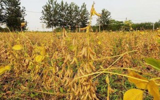 东豆50大豆品种的特性,辽宁省春播生育期122天左右