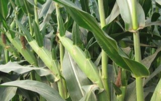 福源玉888玉米种子特征特性，春播出苗至成熟127天