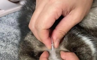 猫咪驱虫的误区，以下6种想法不可取